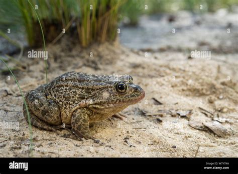 Florida gopher frog hi-res stock photography and images - Alamy