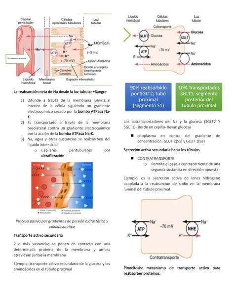 SOLUTION Reabsorción y secreción tubular renal Studypool