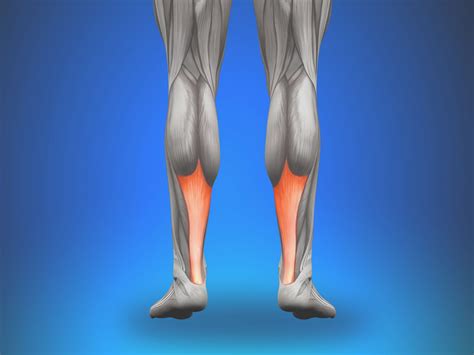 Tendonitis/tendinitis/tendinopathy - Perea Clinic