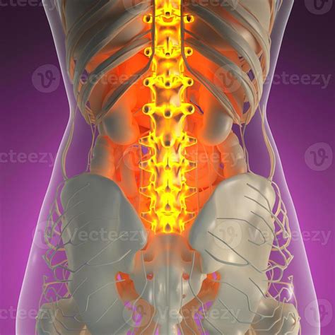 science anatomy of human body in x-ray with glow back bones 5728403 Stock Photo at Vecteezy