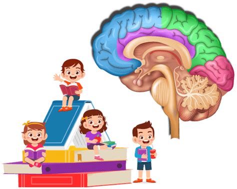 La Neurociencia Educacional La Ciencia De La Mente El Cerebro Y La EducaciÓn SesiÓn 3