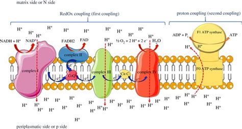 Chemiosmosis | Definition, Functions & Examples