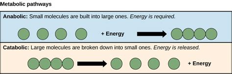 Energy and Metabolism | Biology I