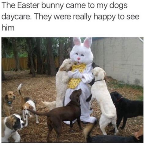 Easter Bunny Memes Images