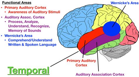 Lobes Of The Brain Cerebral Cortex Anatomy Function Labeled Diagram Artofit