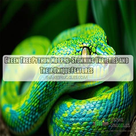 Green Tree Python Morphs: Stunning Varieties and Their Unique Features