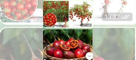 Цифомандра купить в Казани | Товары для дома и дачи | Авито