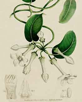 Stephanotis Floribunda Jasmin De Madagascar