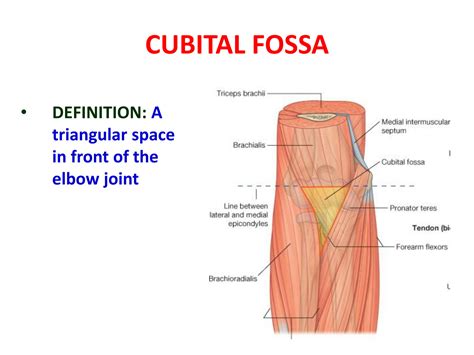 Solution Cubital Fossa Bpt Studypool