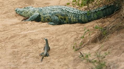 Top 6 Wildest Animals