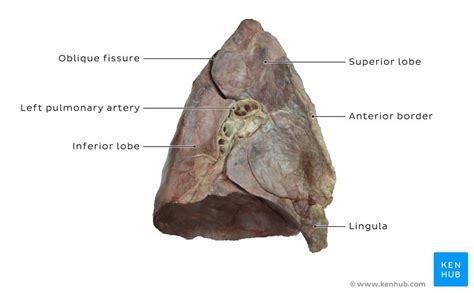 Bronchopulmonary segments: Anatomy and clinical aspects | Kenhub