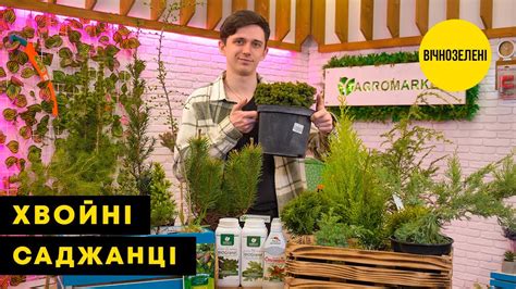 ХВОЙНЫЕ: купить саженцы хвойных деревьев почтой в Киеве, Одессе и ...