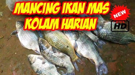 Umpan Ikan Nila Merah Kolam Harian Hobi Mancing