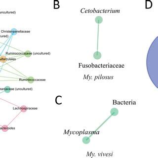 Microbial Co Occurrence Networks Of Different Bat Species The