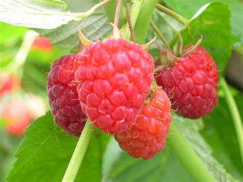 Raspberry – Heritage – Urban Seedling