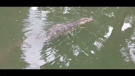 Monitor Lizard SWIMS In Lumpini Park Bangkok Thailand YouTube