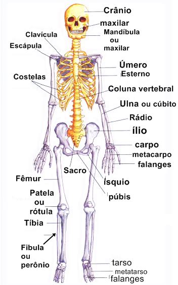 Imagens Do Esqueleto Humano Os Nomes Dos Ossos