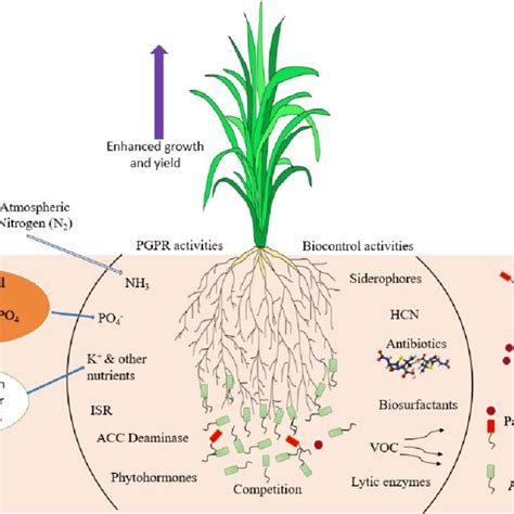 Schematic Illustration Of Important Mechanisms Known For Plant Growth