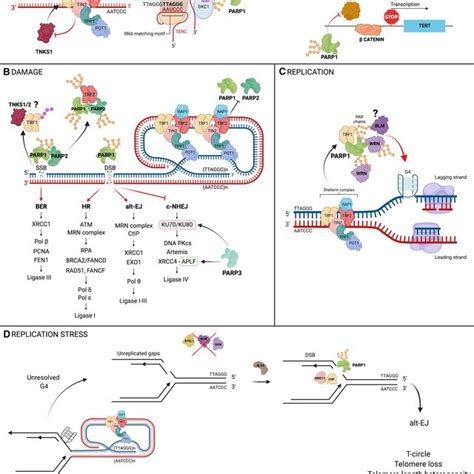 Telomere Structure Shelterin Complex And Telomerase Telomeres Are