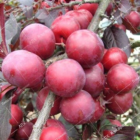 Алма - Плодовый питомник "Макаревич" г. Уссурийск