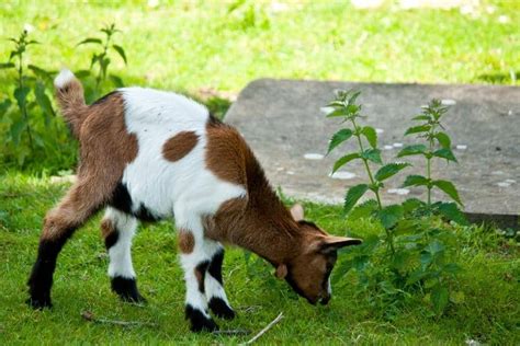 Raising Goats Goat Health The Free Range Life®