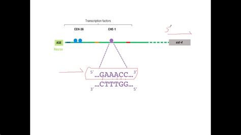 Transcription Factor Binding Site