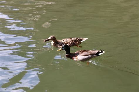 V Gel Vogelkunde Enten Kostenloses Foto Auf Pixabay Pixabay