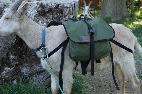 Marc Warnke Pack Goat Training Saddle