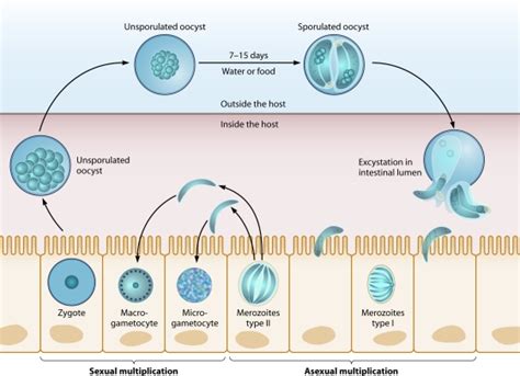 Update On Cyclospora Cayetanensis A Food Borne And Waterborne Parasite Pmc