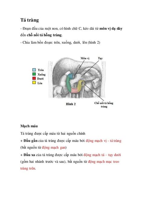 Giải Phẫu Sinh Lý Ruột Non