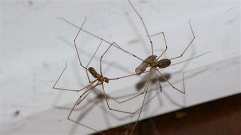 Tipos de Aranha: Lista de Espécies no Brasil e no Mundo – Mundo Ecologia