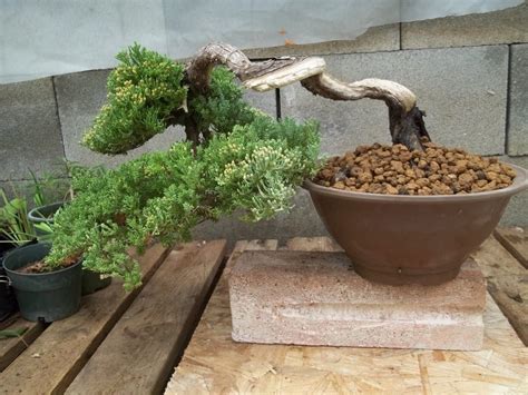 Green Mound Juniper Bonsai Tree Care Guide Juniperus Procumbens