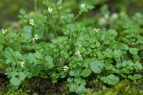 Florida Weeds Identification Guide 2023 The Gardening Dad