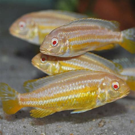 Albino Cichlid Fish