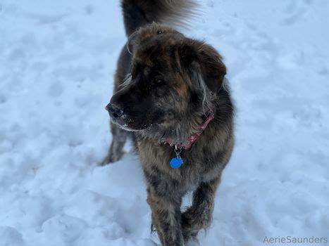 Aeriesaunders Leaked Nude OnlyFans ShemaleLeaks