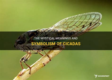 The Mystical Meanings And Symbolism Of Cicadas | ShunSpirit