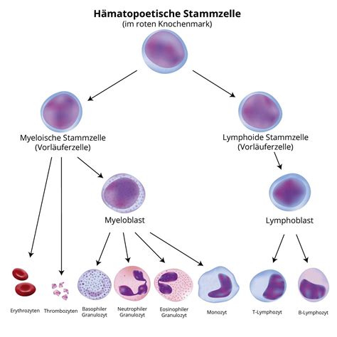 Blutbildung Wo Und Wie Entsteht Blut