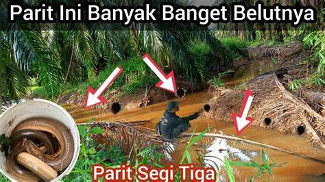 Mancing Belut Di Parit Perkebunan Sawit Hasil Yang Sangat Memuaskan