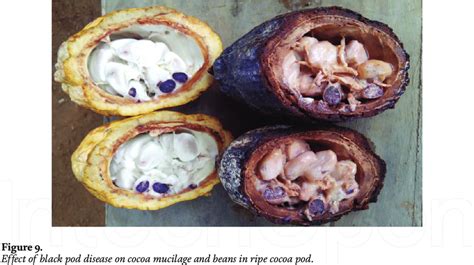 Status Of Black Pod Disease On Cocoa Bean A Ripe And Healthy Cocoa