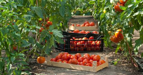 12 Incredible Secrets for Growing Tomatoes Like a Pro! - LeafyJournal