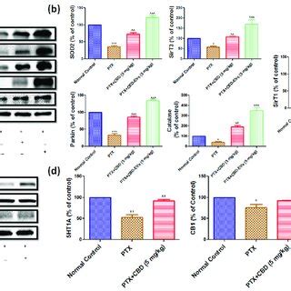 Isolation And Characterization Of Cbd Loaded Evs Hucmscs A