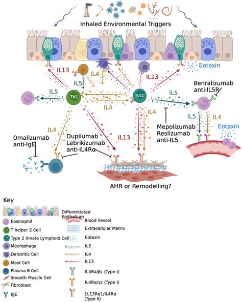 Functional profile of type 2 cytokines in asthma. In response to ...