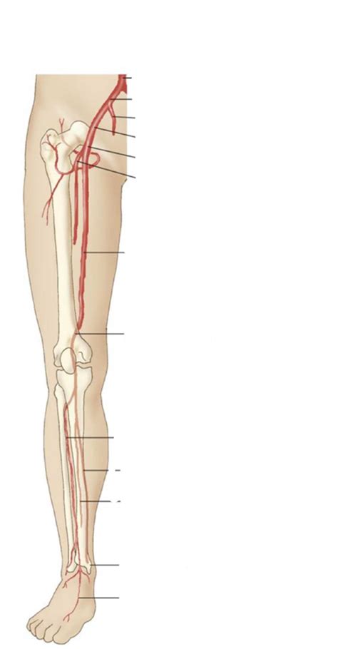 Lower Extremities Arteries Diagram Quizlet