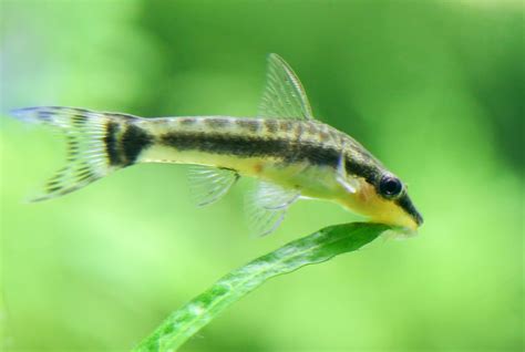 Several Types Of Feed For Golden Otocinclus Fish Fish Hobbyist