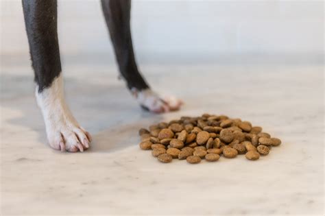 Regular Protein vs Novel Protein - Dog Food Benefits - Wilder Harrier