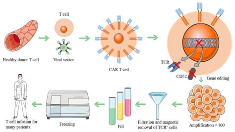 Biomolecules Free Full Text Car T Cells In The Treatment Of Ovarian