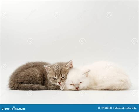 Pouco Gatinhos Engraados Em Um Fundo Branco Imagem De Stock Imagem