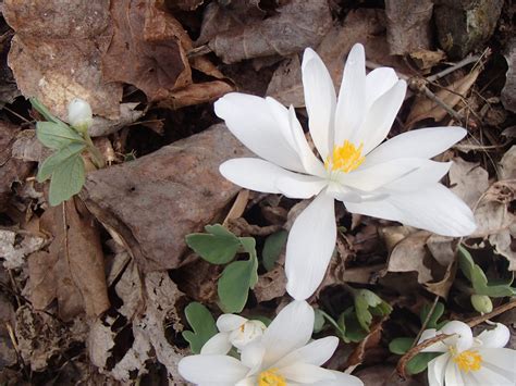 Sanguinaria canadensis – Rachels Native Plants