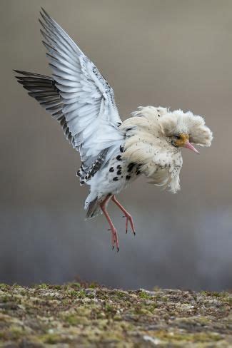 Satellite Male Ruff Philomachus Pugnax In Full Display At The Lek