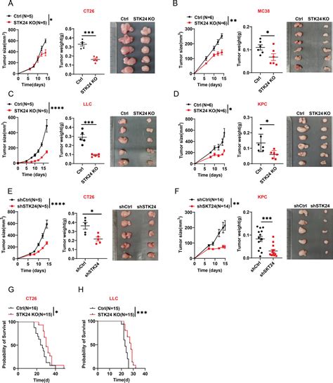 Protein Kinase STK24 Promotes Tumor Immune Evasion Via The AKTPDL1